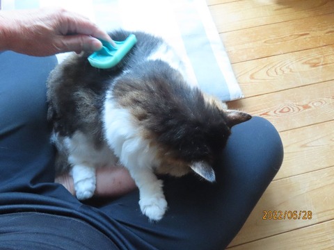 ブラッシング②