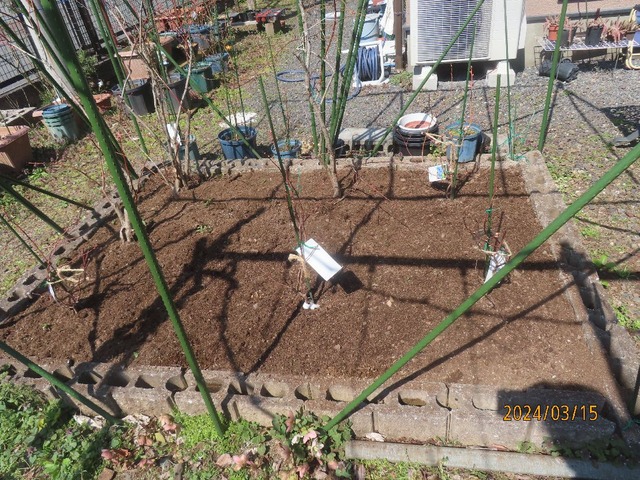 ハイブッシュ植え付け完了