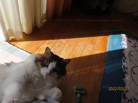 おしまい抱っこ