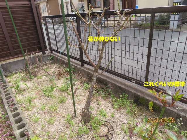 ジュードが不調