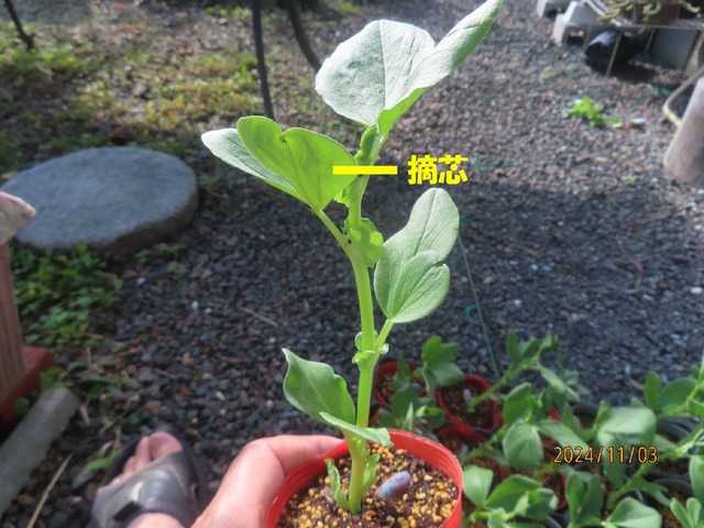 摘芯