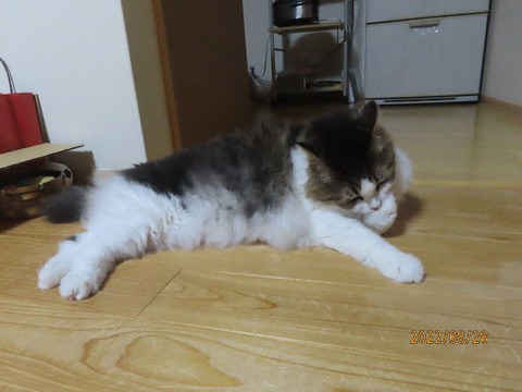 出遅れふうちゃん