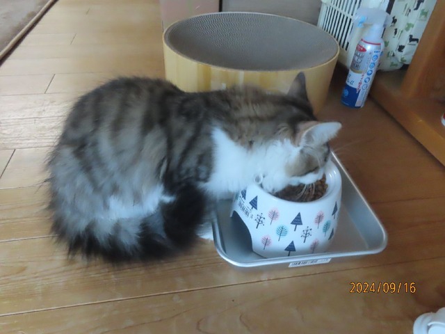 晩ゴハン