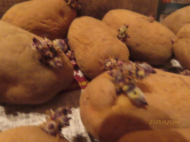 インカのめざめ②