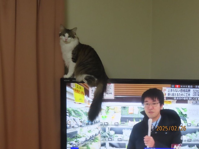 テレビ①