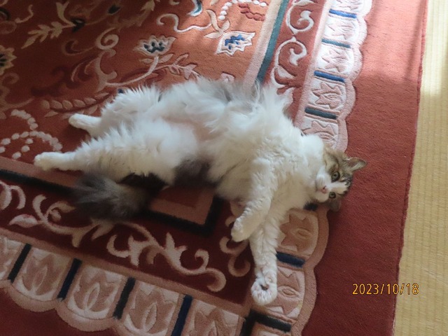 買物に行ってくるよ