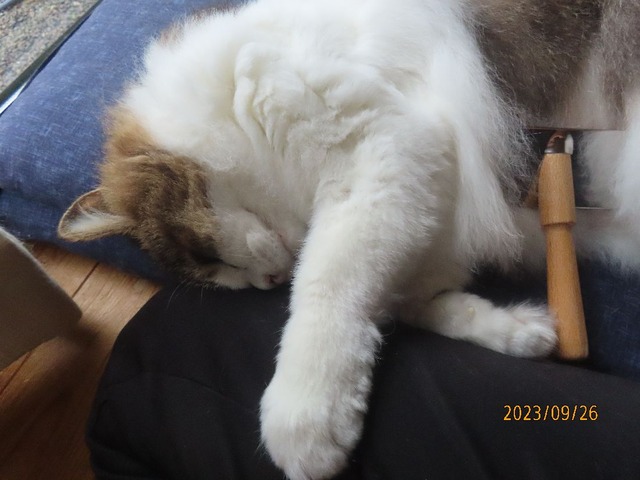 ブラッシング③