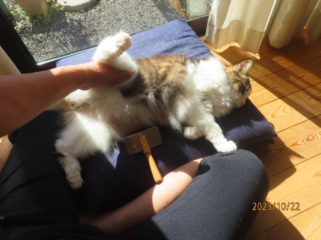 ブラッシング②