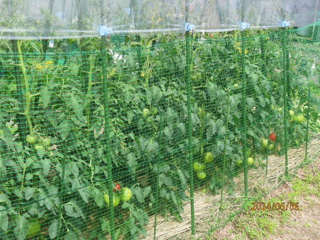 トマトチェツク