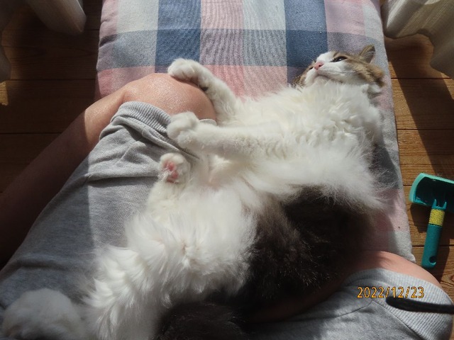 ブラッシング⑥