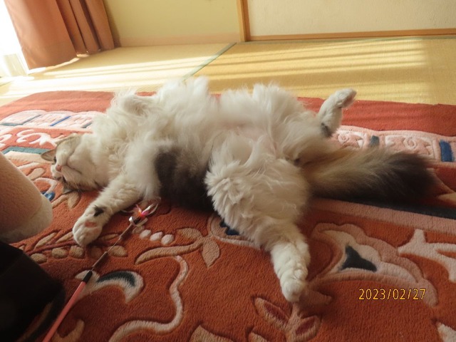 和室でころりん②