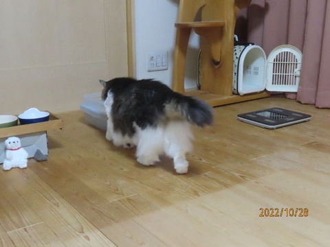 飲んだらしっこ