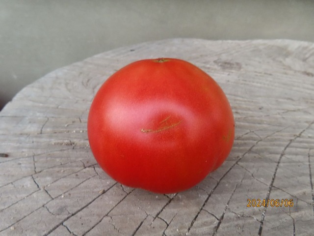 トマト初物