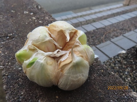 鱗片