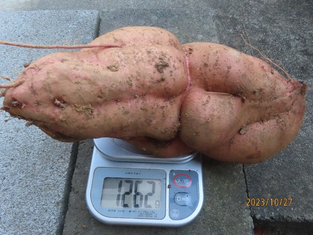 デカ芋①