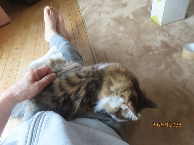 ブラッシング②