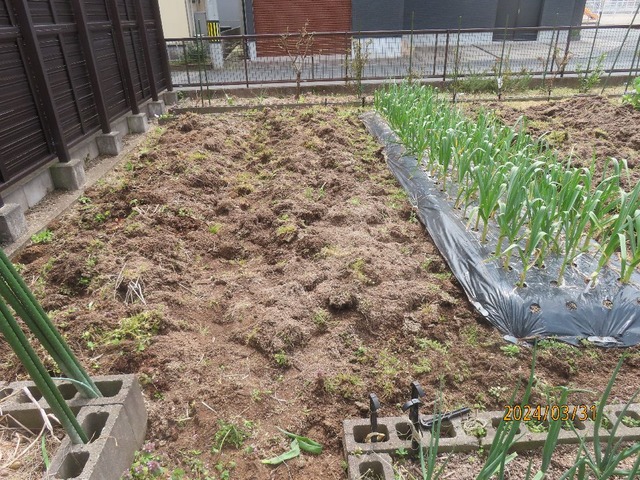 畝起こし②できた
