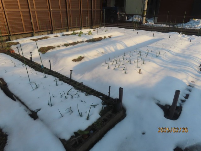 畑雪解け