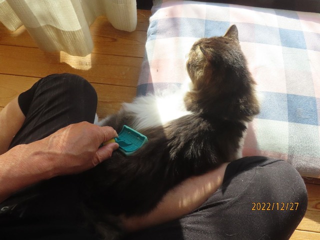 ブラッシング①