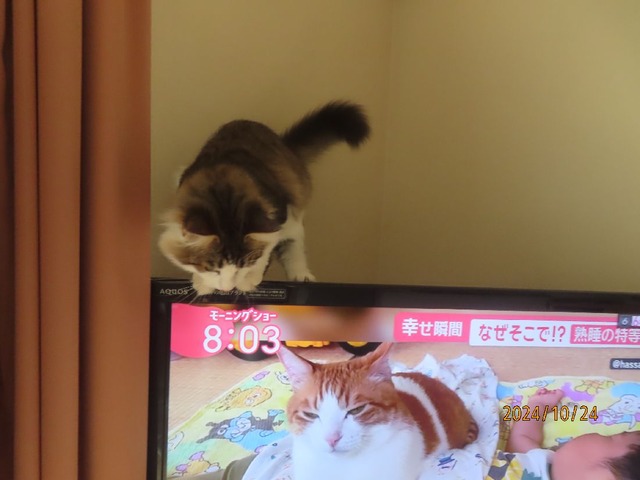 テレビ①
