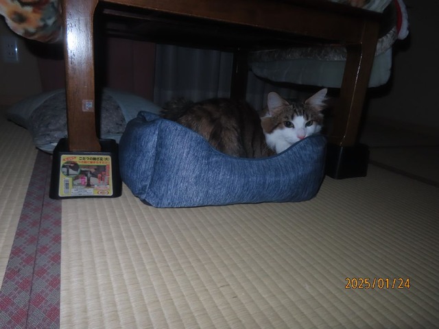 四時過ぎコタツベッド