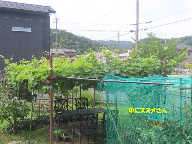 ブドウ棚