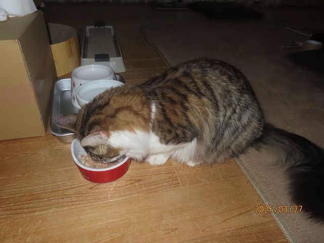 晩ゴハンたま伝