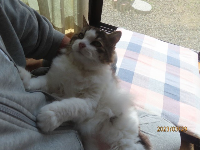 おしまい抱っこ