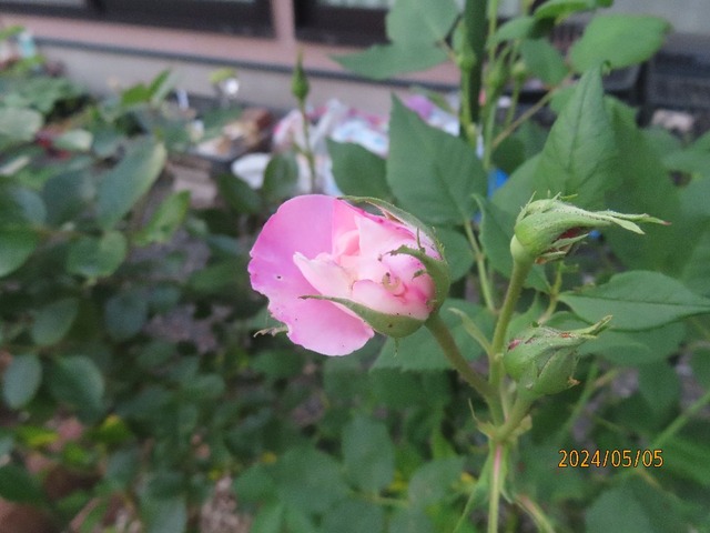 鉢植えマダム