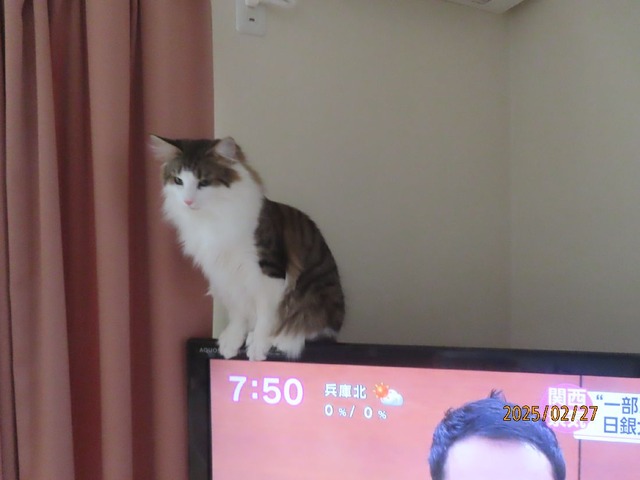 テレビ①