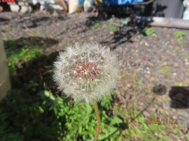 タンポポ