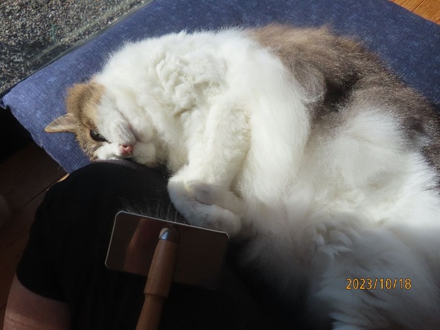 ブラッシング③