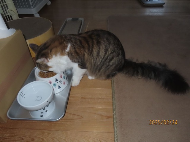 朝ゴ゛ハン