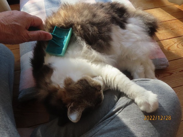 ブラッシング③