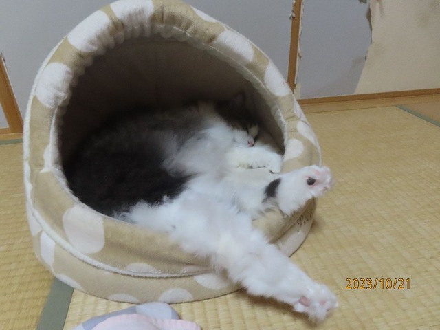 九時半おやすみ