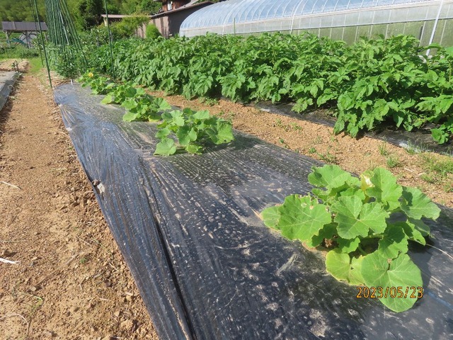 坊ちゃんカボチャ