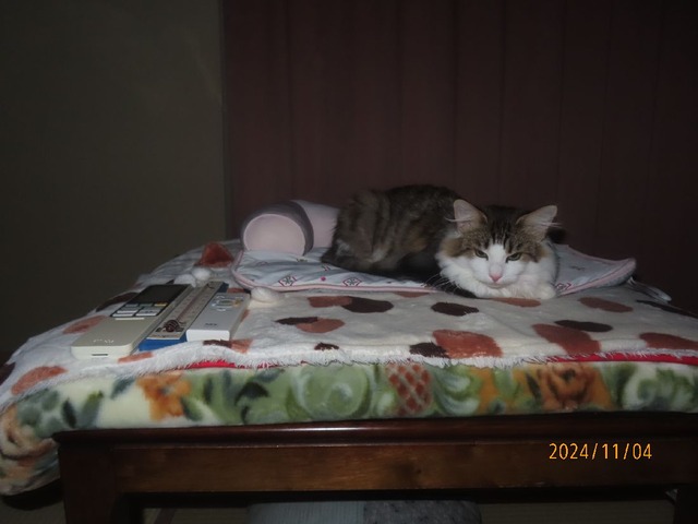 二時半コタツベッド