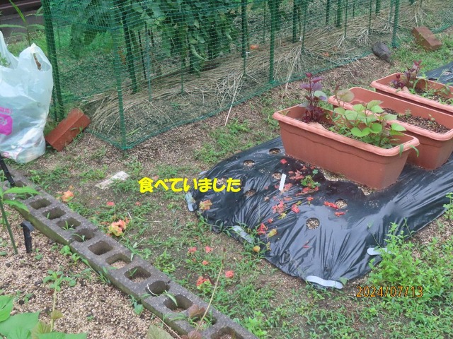 囮を食べていた