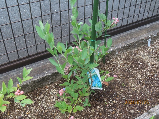 パウダーブルー③