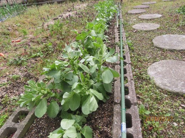 ソラマメも消毒