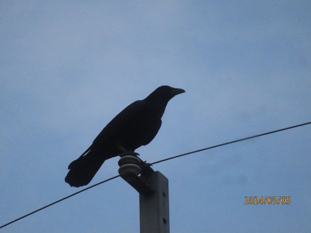 カラス君