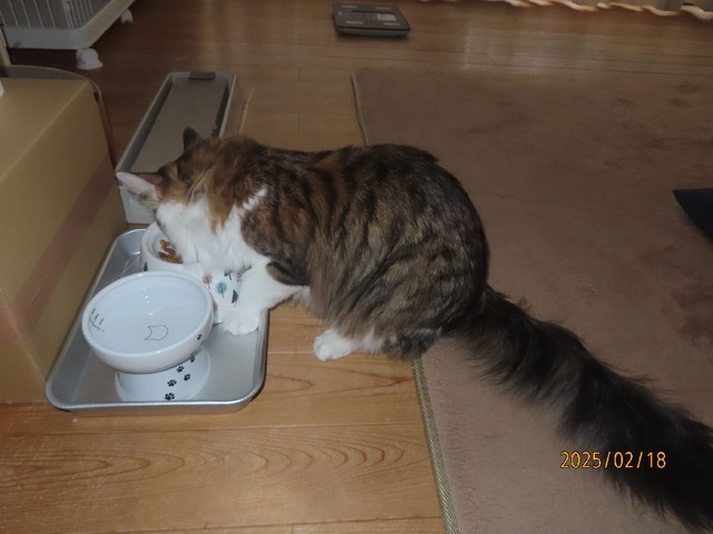 朝ゴハン
