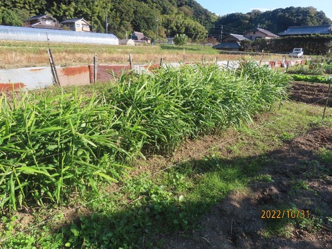 ショウガ