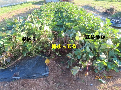 ツル返し②
