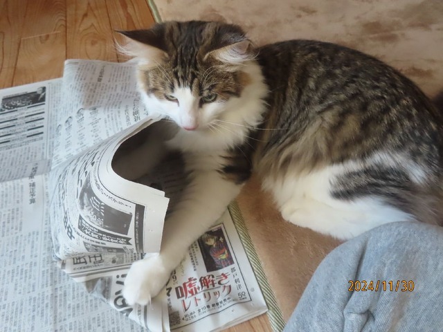 新聞