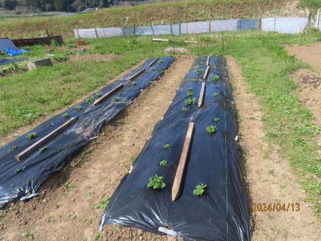 ジャガイモ全体