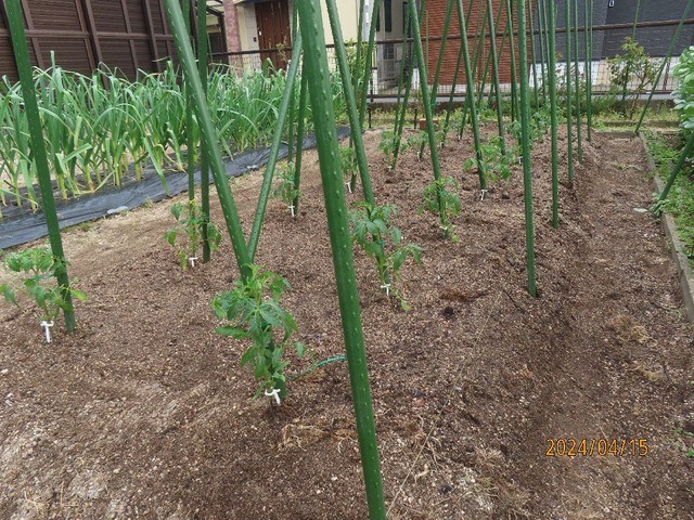 植え付け水やり