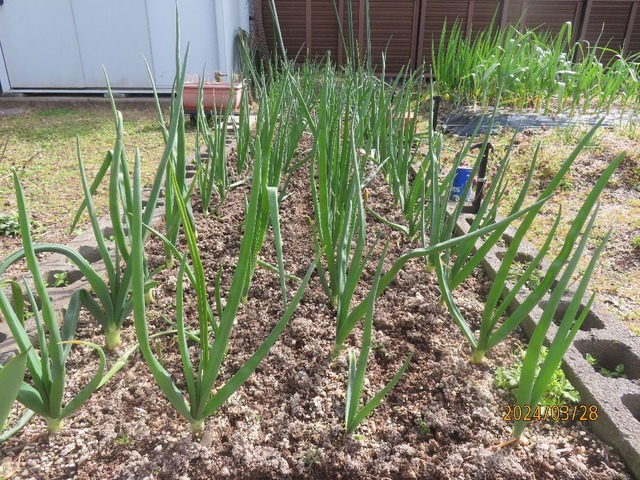 タマネギぐぐんと伸びた