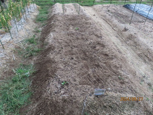 ダイコン種蒔き