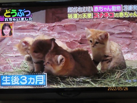 砂猫
